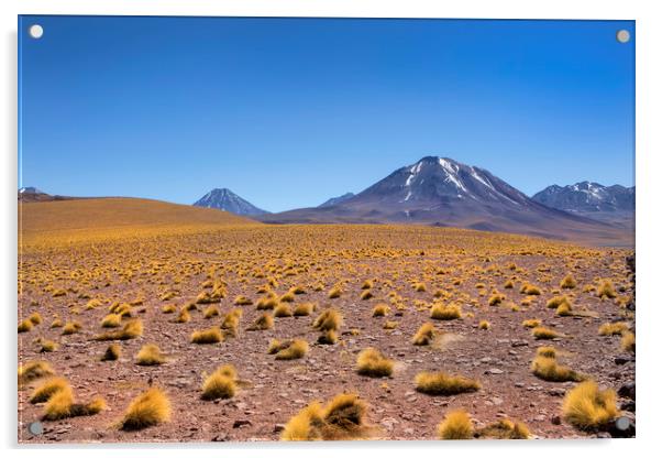 Atacama Desert Acrylic by David Hare