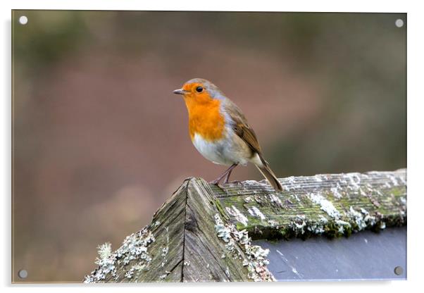 European Robin Acrylic by David Hare