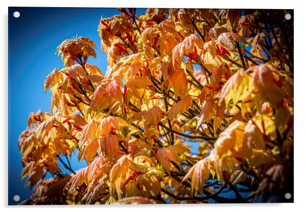 Vivid Leaves Acrylic by David Hare