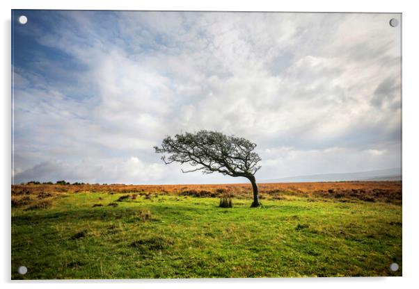 Windswept Tree Acrylic by David Hare