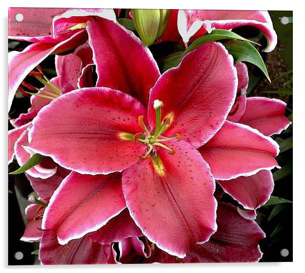 Oriental Lily Acrylic by Marina Gray
