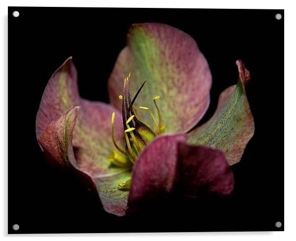 Helleborus Acrylic by Marina Gray
