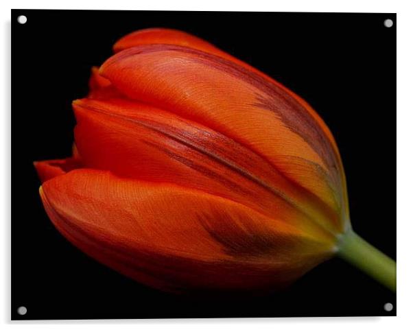 Red Tulip Acrylic by Marina Gray