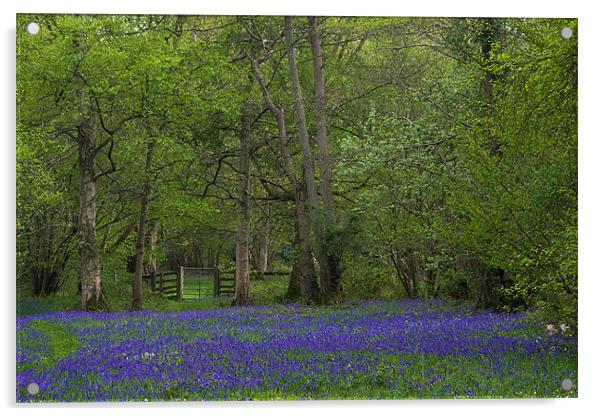 Bluebell Glade Acrylic by Roy Scrivener