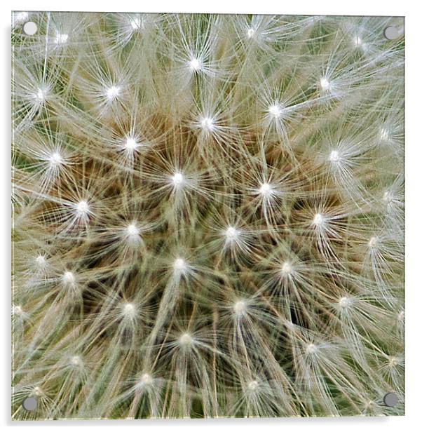 Dandelion stars Acrylic by Roy Scrivener