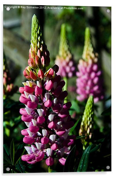 Lupins Acrylic by Roy Scrivener