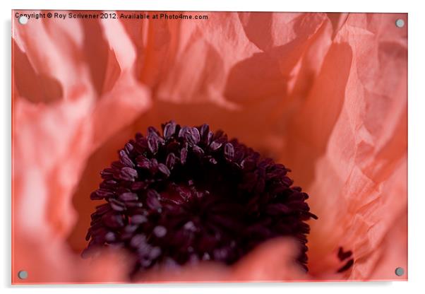 Pink Poppy Acrylic by Roy Scrivener