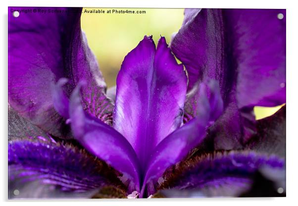 Purple Iris Acrylic by Roy Scrivener