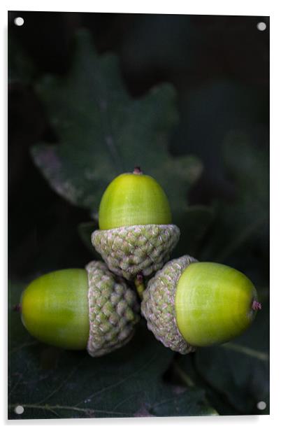 Acorn cluster Acrylic by Roy Scrivener