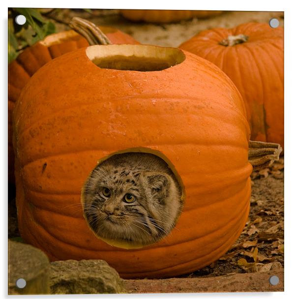 Pumpkin Kitty Acrylic by Roy Scrivener