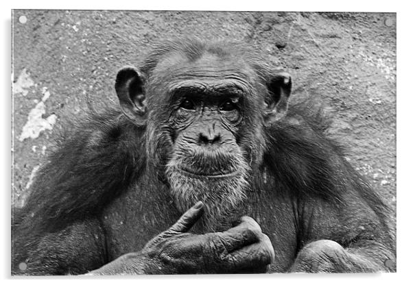 Chimp Acrylic by Roy Scrivener