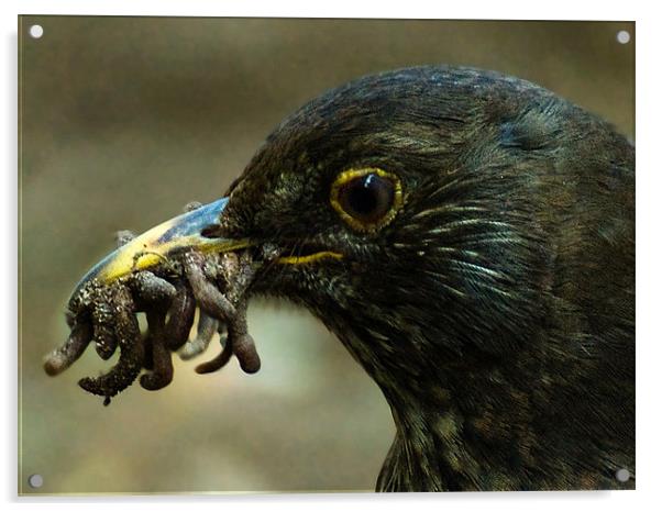 Blackbird Mum Acrylic by Roy Scrivener