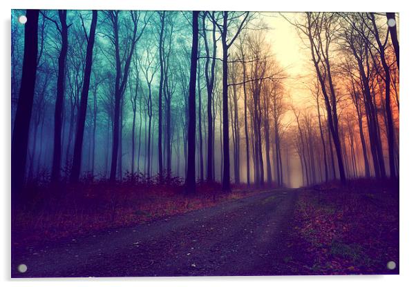  Dark Forest Acrylic by Chris Owen