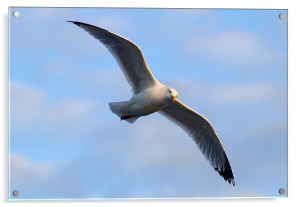 Seagull Acrylic by Chris Owen