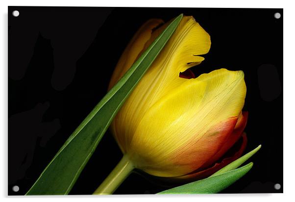 Yellow Tulip Acrylic by Tatiana Walker