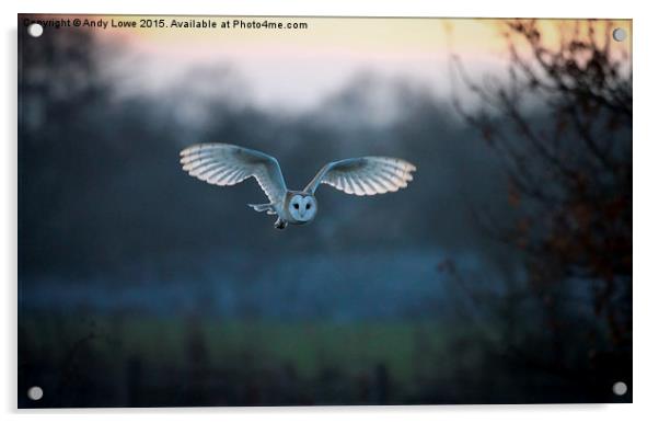  Barn Owl at Dusk Acrylic by Gypsyofthesky Photography