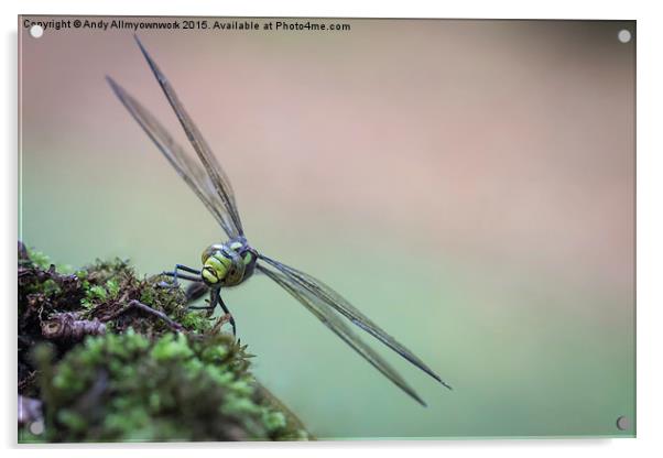  Norfolk Dragonfly Acrylic by Gypsyofthesky Photography