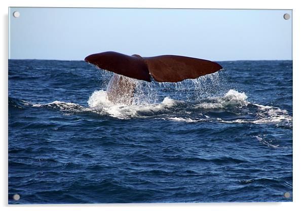 Diving Whale 1 Acrylic by Phil Swindin