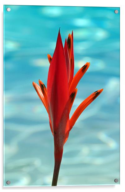 Water Flower Acrylic by Phil Swindin