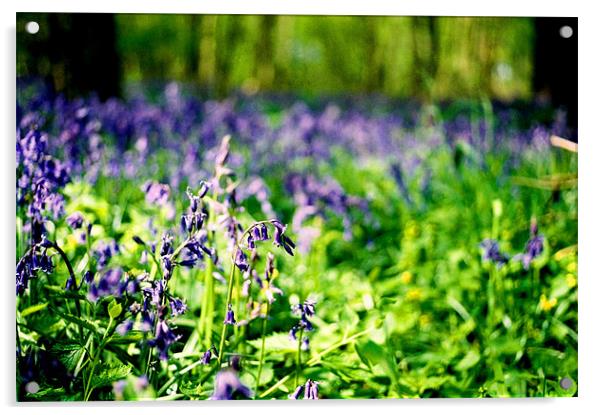 Bluebell Forest Acrylic by Simon Joshua Peel