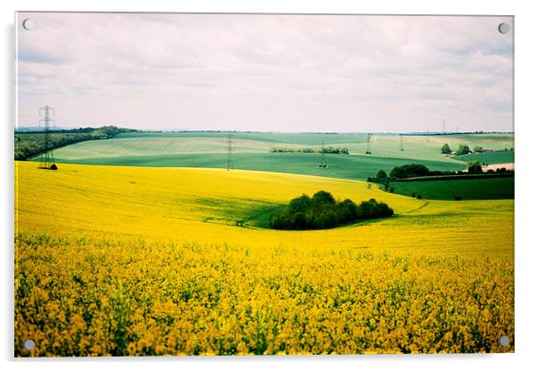 Yellow Field Acrylic by Simon Joshua Peel