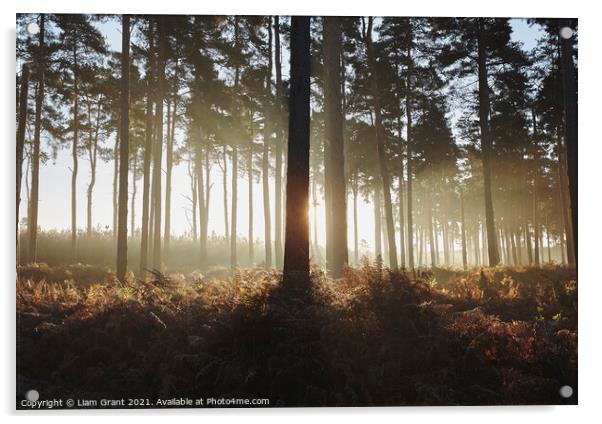 Early morning light in mist filled woodland. Norfolk, UK. Acrylic by Liam Grant