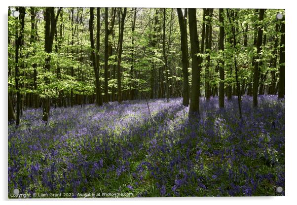 Bluebells in dense woodland at sunset. South Weald, Essex, UK. Acrylic by Liam Grant
