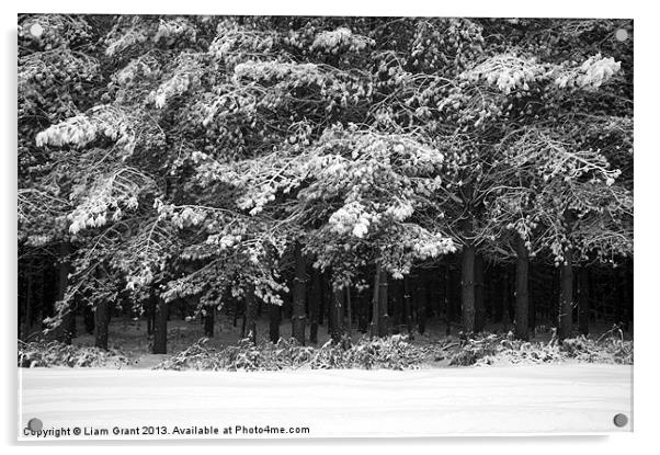 Snow covered Pine trees. Thetford Forest, Norfolk, Acrylic by Liam Grant