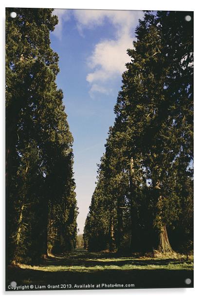 Avenue of Douglas Fir trees. Norfolk, UK. Acrylic by Liam Grant