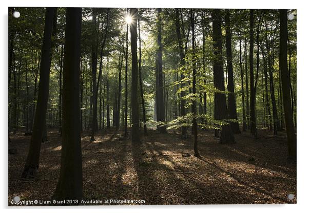 Beech woodland, Thetford, Norfolk, UK in Autumn Acrylic by Liam Grant