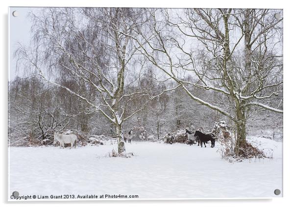 Wild ponies in snow. Litcham Common, Norfolk, UK. Acrylic by Liam Grant