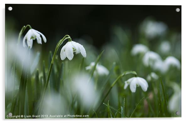 Snowdrops (Galanthus Nivalis) covered in dew dropl Acrylic by Liam Grant