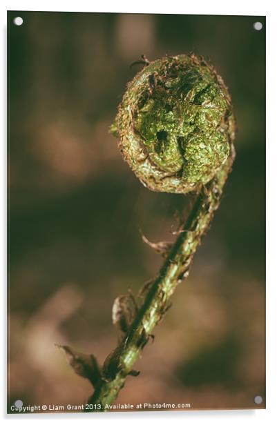 Curled Bracken frond (Pteridium aquilinum) in spri Acrylic by Liam Grant