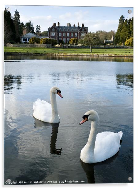 Swans on the lake, with Lynford Hall beyond. Acrylic by Liam Grant