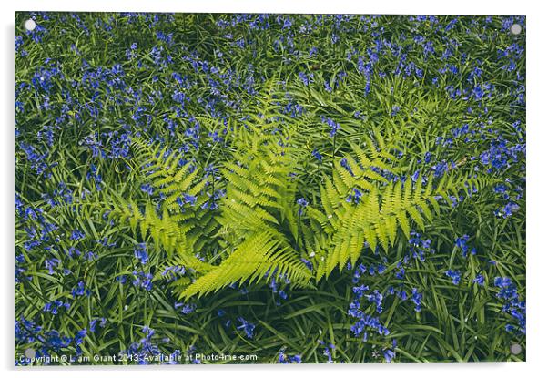 Bluebell and fern, growing wild in woodland. Acrylic by Liam Grant