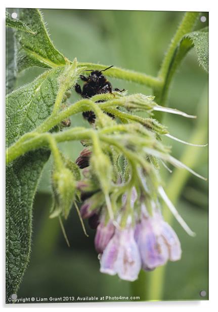 Bumblebee on Russian Comfrey. Acrylic by Liam Grant
