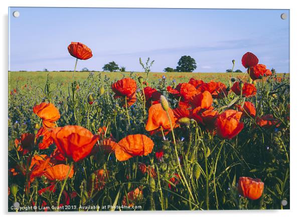 Poppies growing wild in a field of rapeseed. Acrylic by Liam Grant