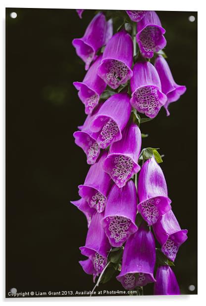 Purple Foxglove (digitalis purpurea) growing wild  Acrylic by Liam Grant