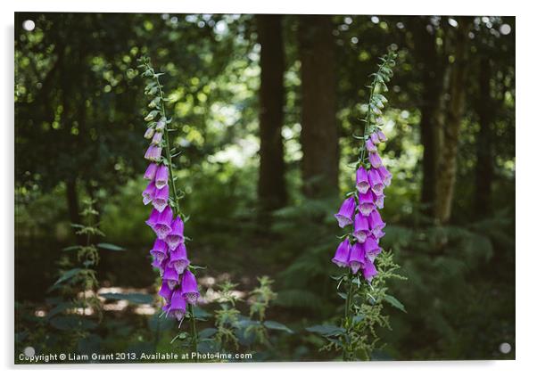 Purple Foxglove (digitalis purpurea) growing wild  Acrylic by Liam Grant