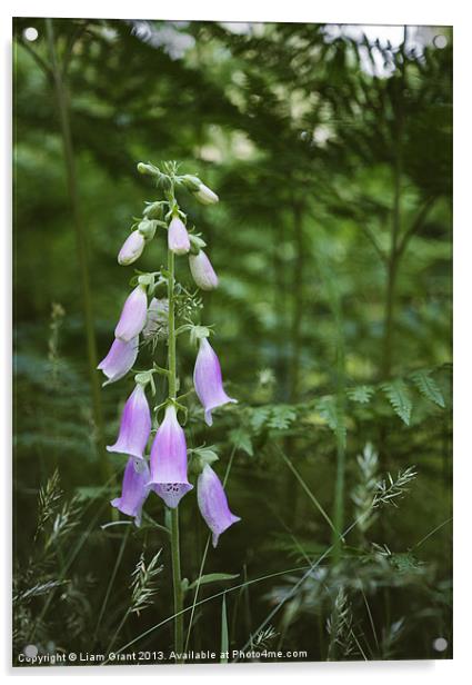 Purple Foxglove (digitalis purpurea) growing wild  Acrylic by Liam Grant