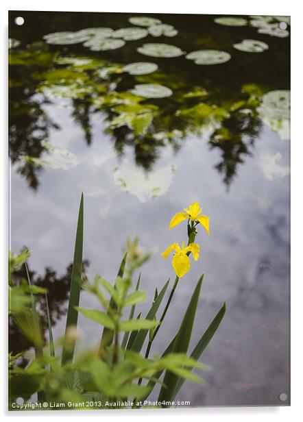 Yellow Iris (Iris pseudacorus) beside a lake. Acrylic by Liam Grant