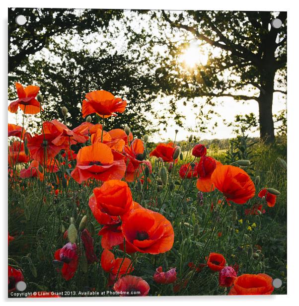 Poppies in evening light. Holme Hale, Norfolk, UK. Acrylic by Liam Grant