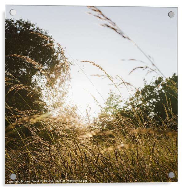 Sunset through wild grassland meadow. Norfolk, UK. Acrylic by Liam Grant