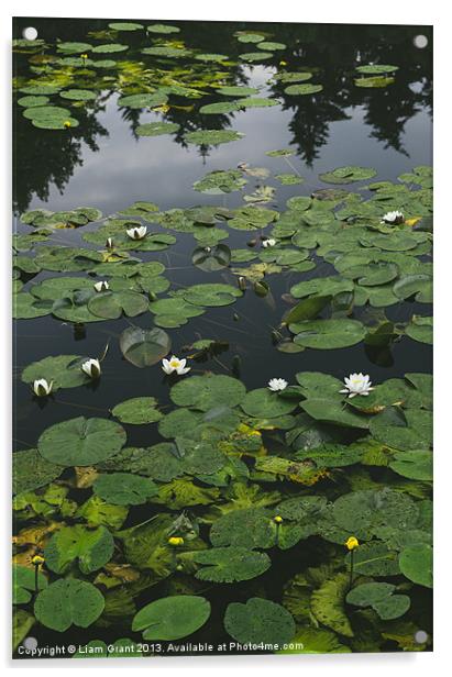 Yellow Water-lily (Nuphar lutea) and White Water-l Acrylic by Liam Grant