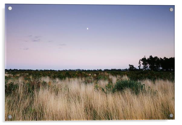Moon and twilight sky over open area of felled for Acrylic by Liam Grant
