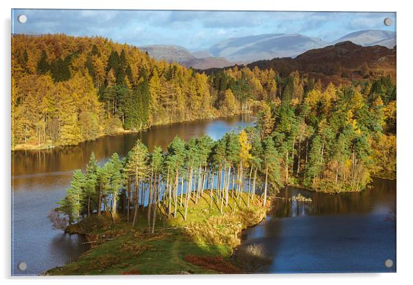 Sunlight over Tarn Hows with Helvellyn beyond. Acrylic by Liam Grant
