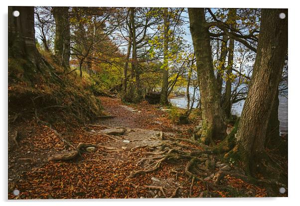Exposed tree roots on Ullswater near Pooley Bridge Acrylic by Liam Grant
