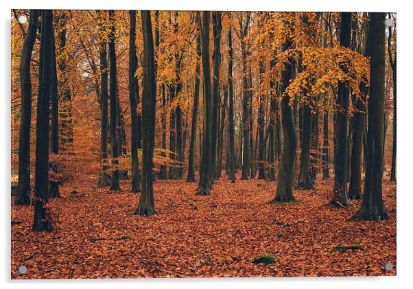 Dense Beech tree woodland in Autumn. Acrylic by Liam Grant