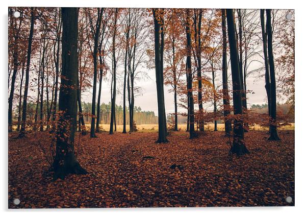 Dense Beech tree woodland in Autumn. Acrylic by Liam Grant