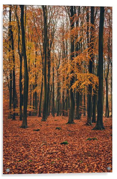 Dense Beech tree woodland in Autumn. Acrylic by Liam Grant